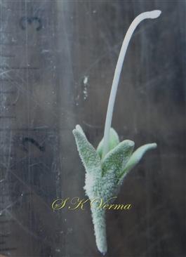  Calyx and Pistil